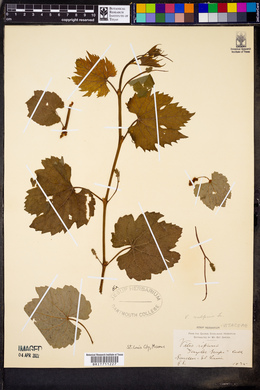 Vitis vulpina image