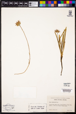 Aster andersonii image