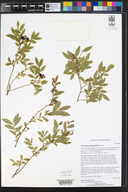 Vaccinium angustifolium image