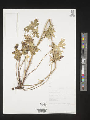 Delphinium leroyi image