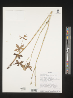 Delphinium leroyi image