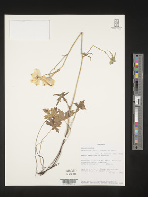 Delphinium leroyi image