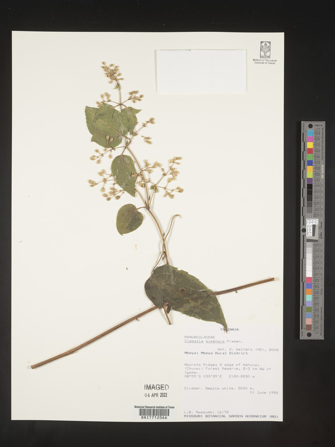Clematis simensis image