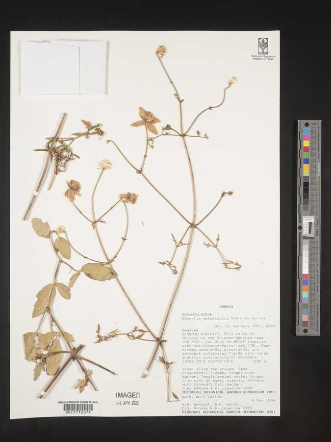 Clematis welwitschii image