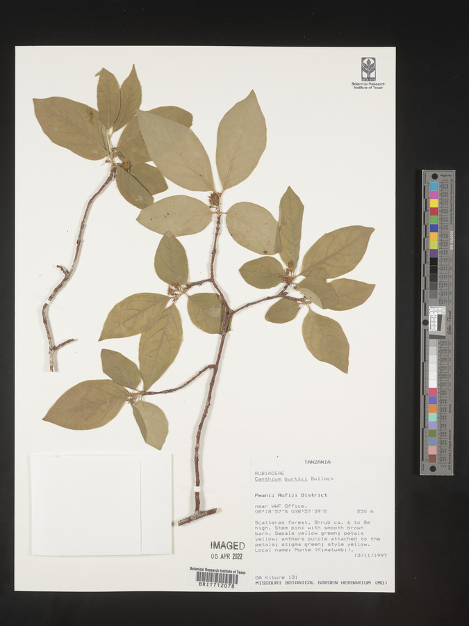 Afrocanthium burttii image