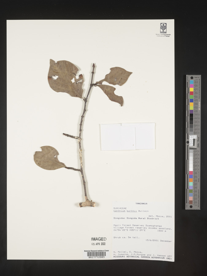 Afrocanthium burttii image