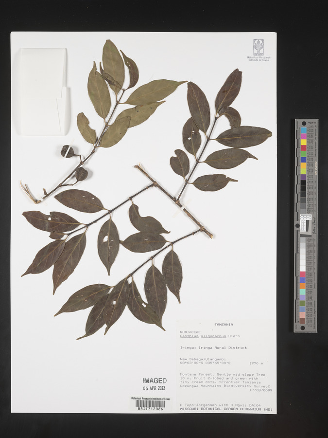 Canthium oligocarpum image