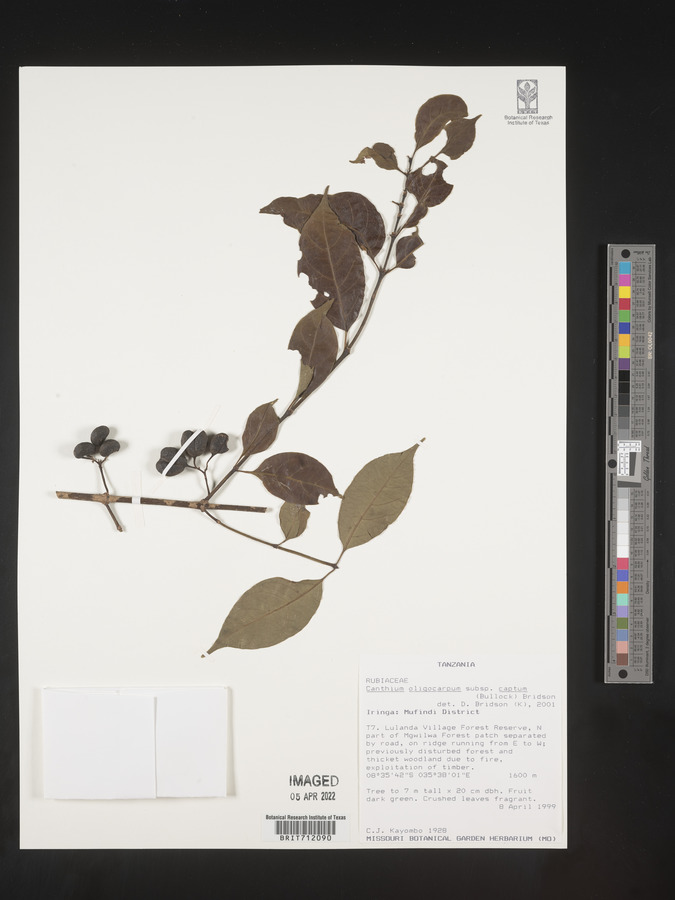 Canthium oligocarpum subsp. captum image