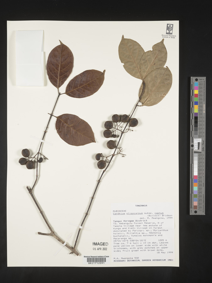 Canthium oligocarpum subsp. captum image