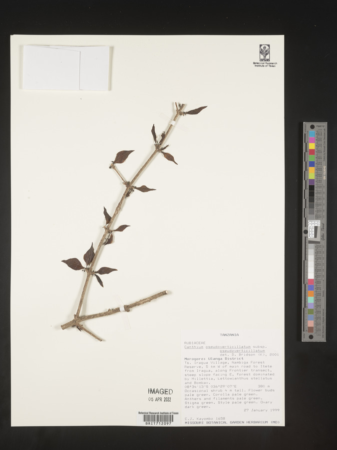 Afrocanthium pseudoverticillatum image