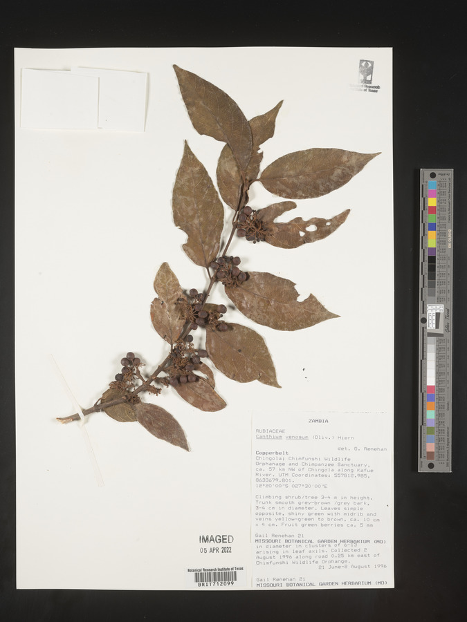 Keetia venosa image