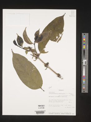 Calycosiphonia spathicalyx image