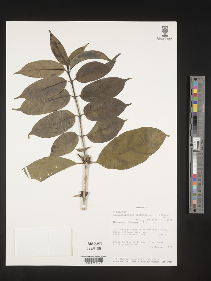 Calycosiphonia spathicalyx image