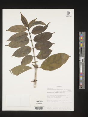 Calycosiphonia spathicalyx image