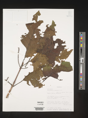 Nauclea nyasica image