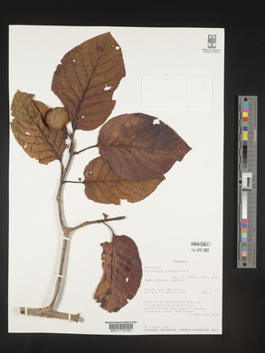 Nauclea nyasica image