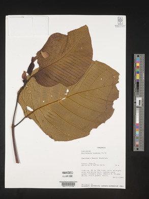 Nauclea nyasica image