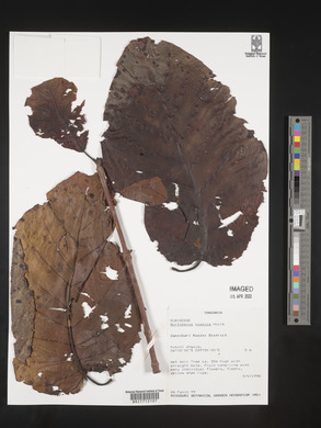 Nauclea nyasica image