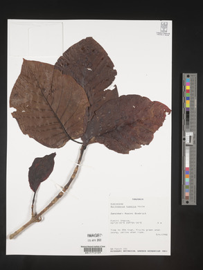 Nauclea nyasica image