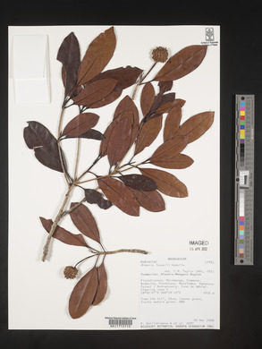 Media resource of Breonia louvelii