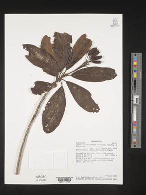 Media resource of Bremeria erectiloba