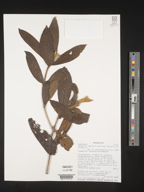 Media resource of Bremeria humblotii
