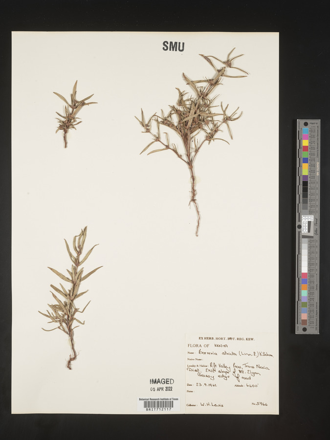 Scleromitrion tenelliflorum var. tenelliflorum image