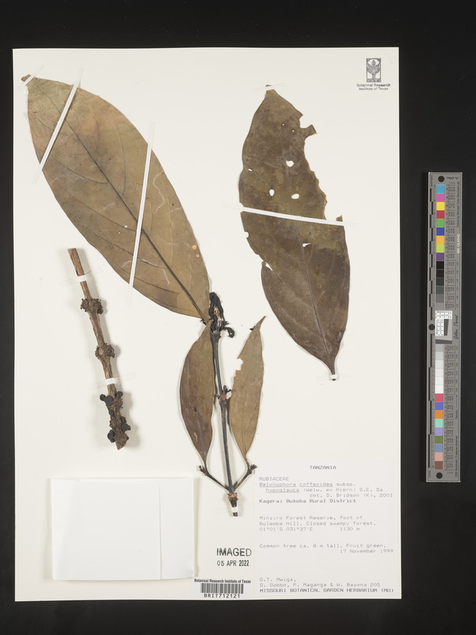 Belonophora coffeoides subsp. hypoglauca image