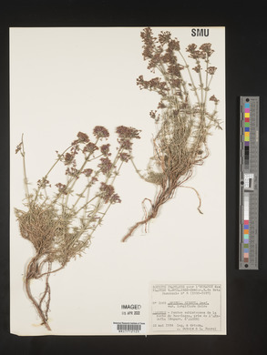 Media resource of Asperula hirsuta