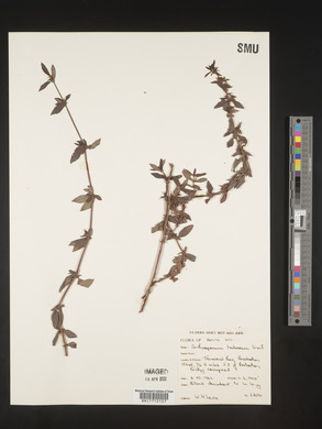 Media resource of Anthospermum herbaceum