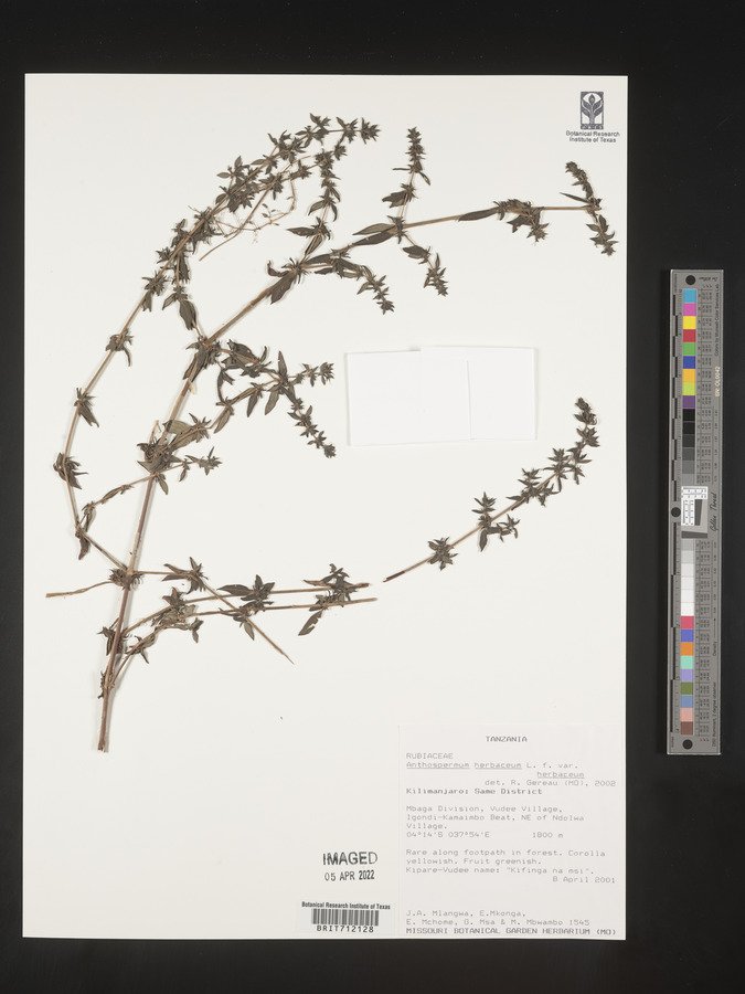 Anthospermum image