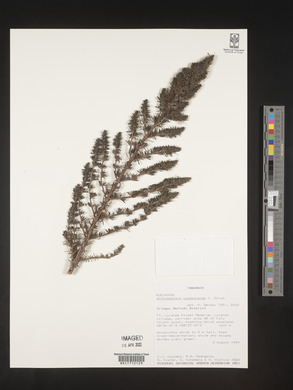 Anthospermum usambarense image