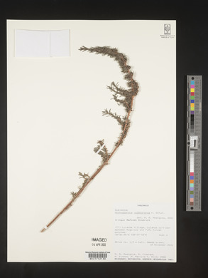 Anthospermum usambarense image