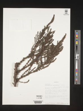 Anthospermum usambarense image