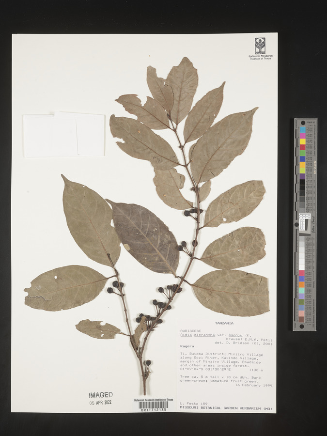Aidia micrantha var. msonju image