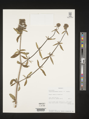 Agathisanthemum bojeri image