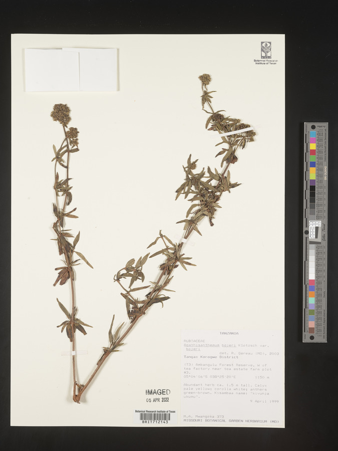 Agathisanthemum bojeri subsp. bojeri image