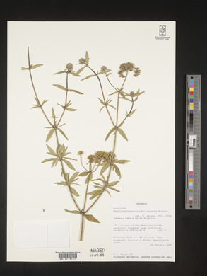 Agathisanthemum globosum image