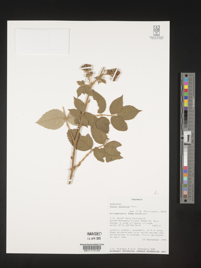 Rubus apetalus image