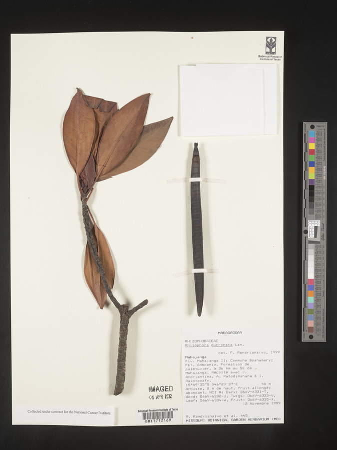 Rhizophora mucronata image