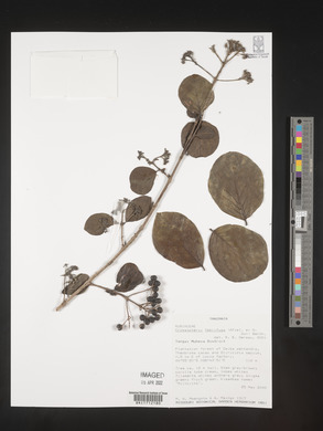 Crossopteryx febrifuga image