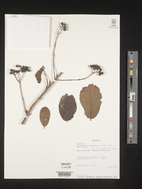 Crossopteryx febrifuga image
