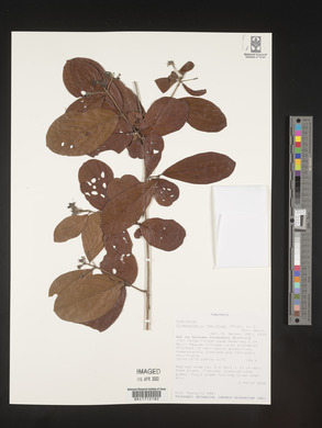 Crossopteryx febrifuga image