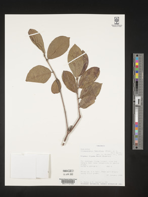Crossopteryx febrifuga image