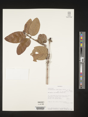 Crossopteryx febrifuga image