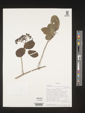 Crossopteryx febrifuga image