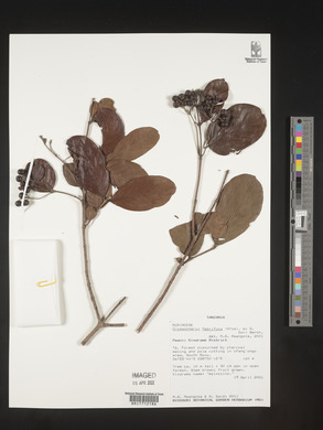 Crossopteryx febrifuga image