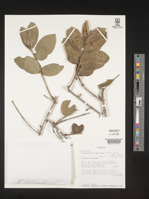Crossopteryx febrifuga image