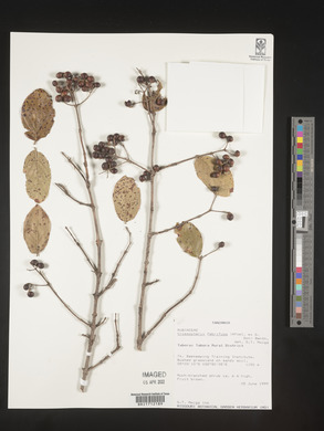 Crossopteryx febrifuga image