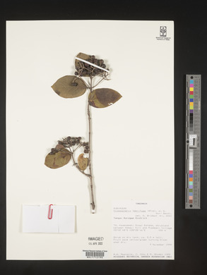 Crossopteryx febrifuga image